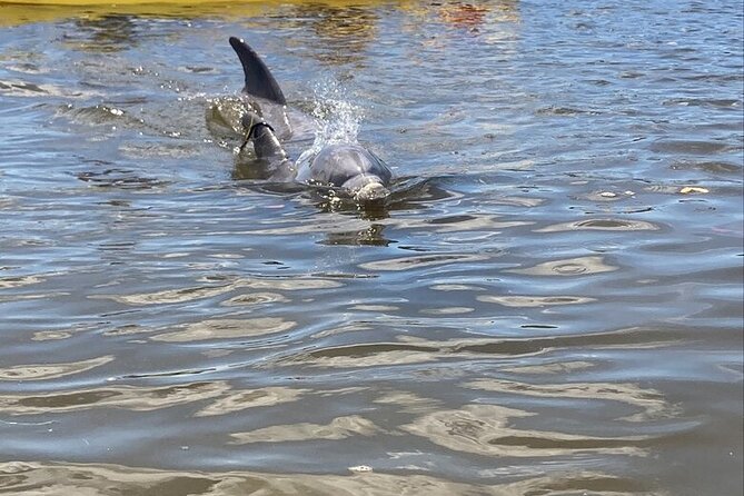 2.5 Hour Kayaking with Manatee and History Tour in Tarpon Springs - Quick Hits: What Makes This Kayak + History Tour Work