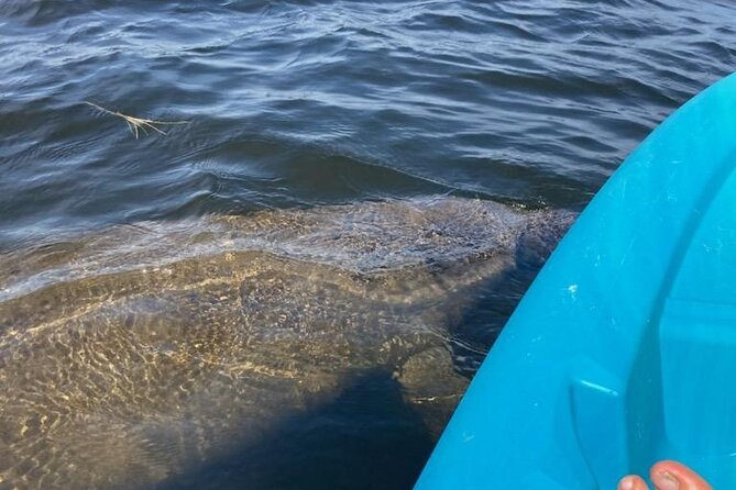 2.5 Hour Kayaking with Manatee and History Tour in Tarpon Springs - Where You Start in Tarpon Springs (and Why That Location Matters)