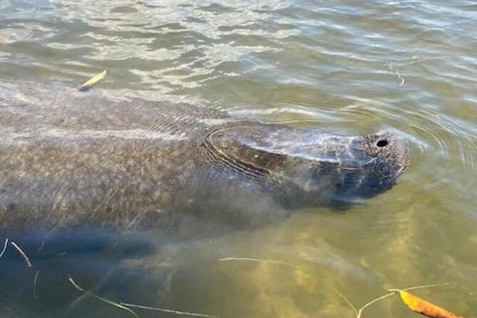 2.5 Hour Kayaking with Manatee and History Tour in Tarpon Springs - Manatee Viewing Tips That Match Real-World Conditions