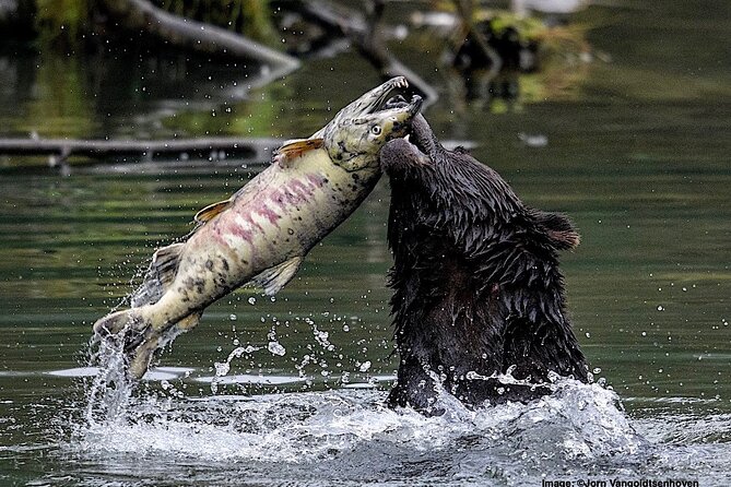 2 Hour Custom Wildlife and Historical Tour - Why a custom wildlife-and-history tour fits Ketchikan so well