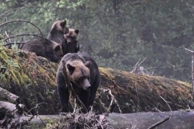 2 Hour Custom Wildlife and Historical Tour - Getting picked up fast and keeping cruise-day stress low