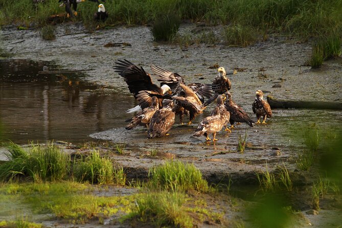 2 Hour Custom Wildlife and Historical Tour - Stop 2: The Salmon Ladder and the kind of wildlife viewing that hits hard