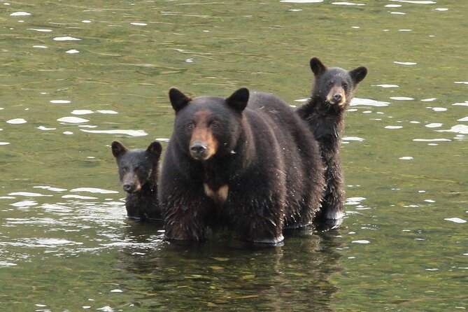 2 Hour Custom Wildlife and Historical Tour - Stop 4: Cruise docks return with totem poles and last-chance sightings