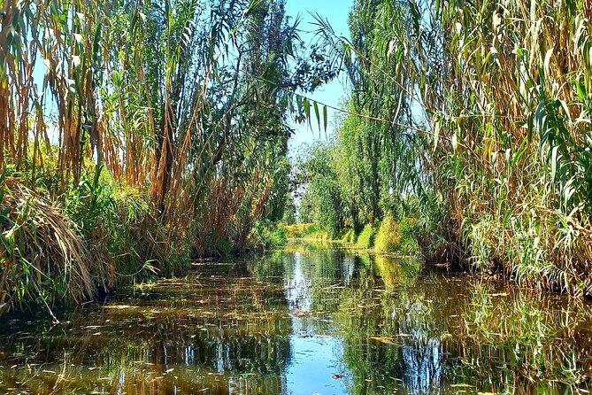 3 Hours of Kayaking at the Ancient Canals of Xochimilco - Wildlife spotting: herons, night herons, and the “right there” factor