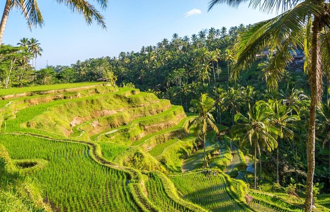 [All Inclusive] The Soul of Bali: Temples, Art & Traditions Tour - Your half-day plan: rice, art, cave temple, then a quieter waterfall
