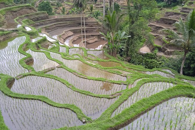 [All Inclusive] The Soul of Bali: Temples, Art & Traditions Tour - Price and value: what you get for $50 per person