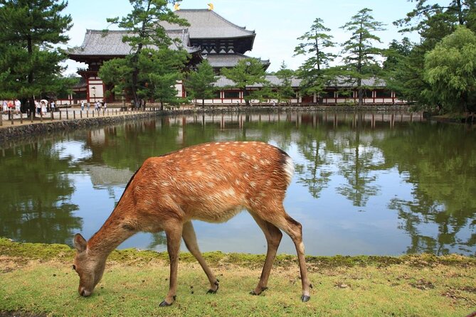 Ancient Capital Tour: Kyoto and Nara Highlights from Kyoto/Osaka - Arashiyama First Stop: Bamboo Walks, Tenryuji Edges, and Togetsukyo