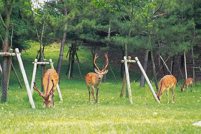 Ancient Capital Tour: Kyoto and Nara Highlights from Kyoto/Osaka - Pick Your Meeting Point: Namba vs Kyoto Station Starts at Different Times