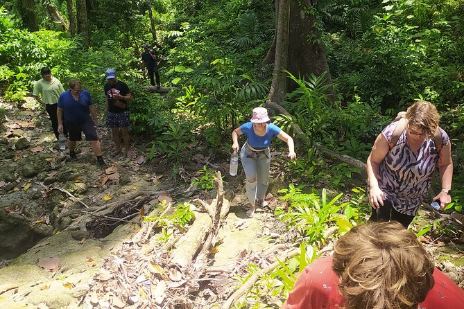 Ancient Lava Stream Trek through dense Tropical forest. - The route breakdown: coastal forest, areca nut, dense jungle, stream
