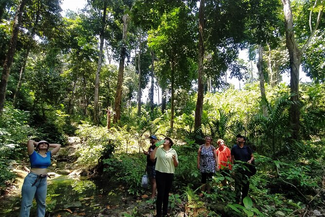 Ancient Lava Stream Trek through dense Tropical forest. - Where the trek starts on Havelock Island