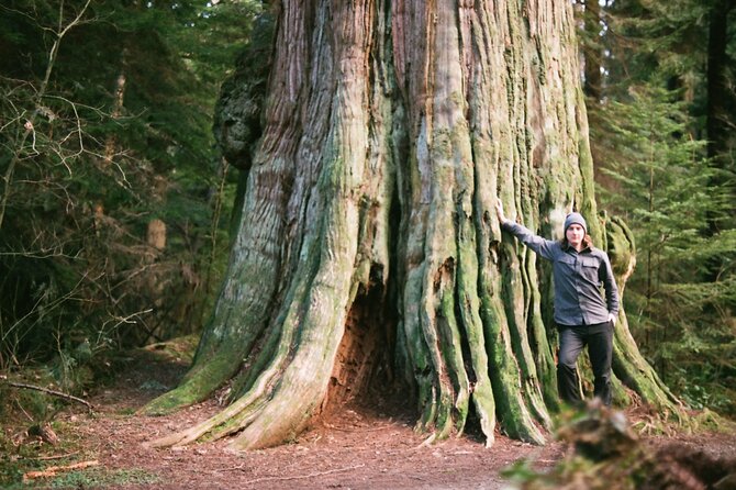 Ancient Trees of Vancouver Walking Tour - Stanley Park’s ancient giants: what you’re really seeing