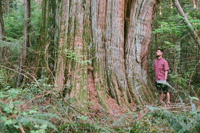 Ancient Trees of Vancouver Walking Tour - What makes the tour feel worth it at $56.33