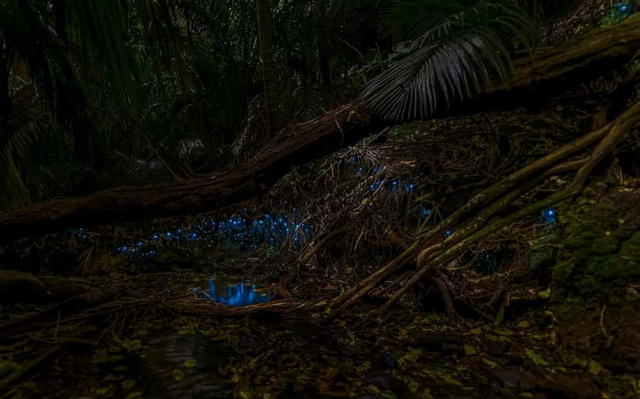 Auckland: Inner-City Glowworm Experience in Ancient Volcano - Wintergarden Café meet-up and the walk you should expect