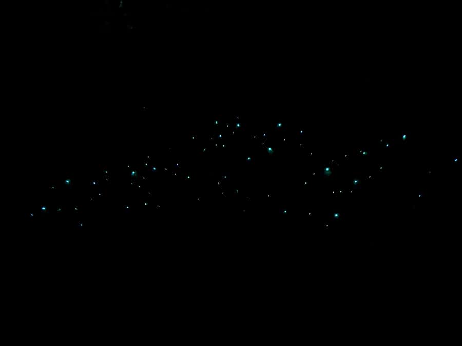 Auckland: Inner-City Glowworm Experience in Ancient Volcano - How the guide helps you see glowworms (and still get photos)