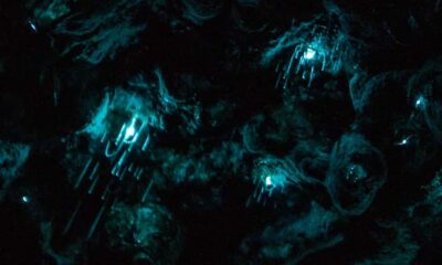 Auckland: Inner-City Glowworm Experience in Ancient Volcano - What you’ll actually see in Auckland Domain after dark