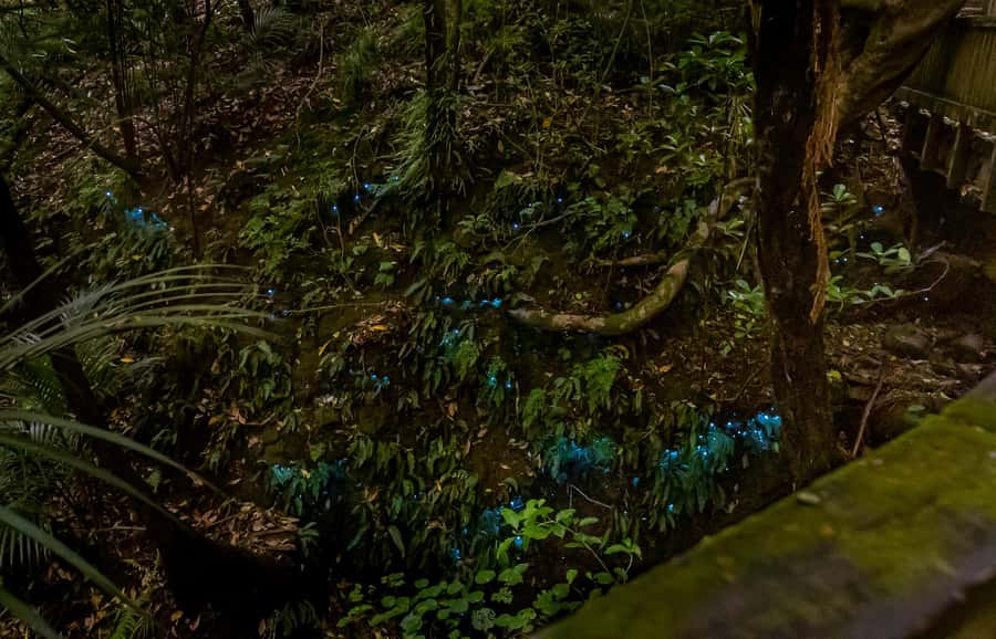 Auckland: Inner-City Glowworm Experience in Ancient Volcano - Price and value: is $35 fair for Auckland CBD?
