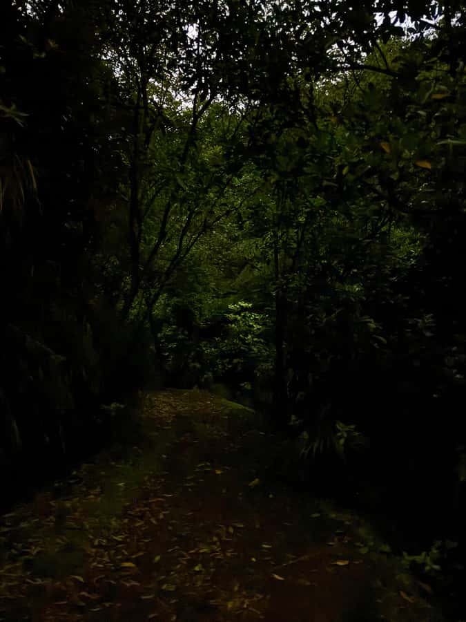 Auckland: Inner-City Glowworm Experience in Ancient Volcano - Should you book Auckland’s Inner-City Glowworm Experience?