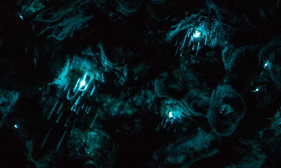 Auckland: Inner-City Glowworm Experience in Ancient Volcano - What you’ll actually see in Auckland Domain after dark