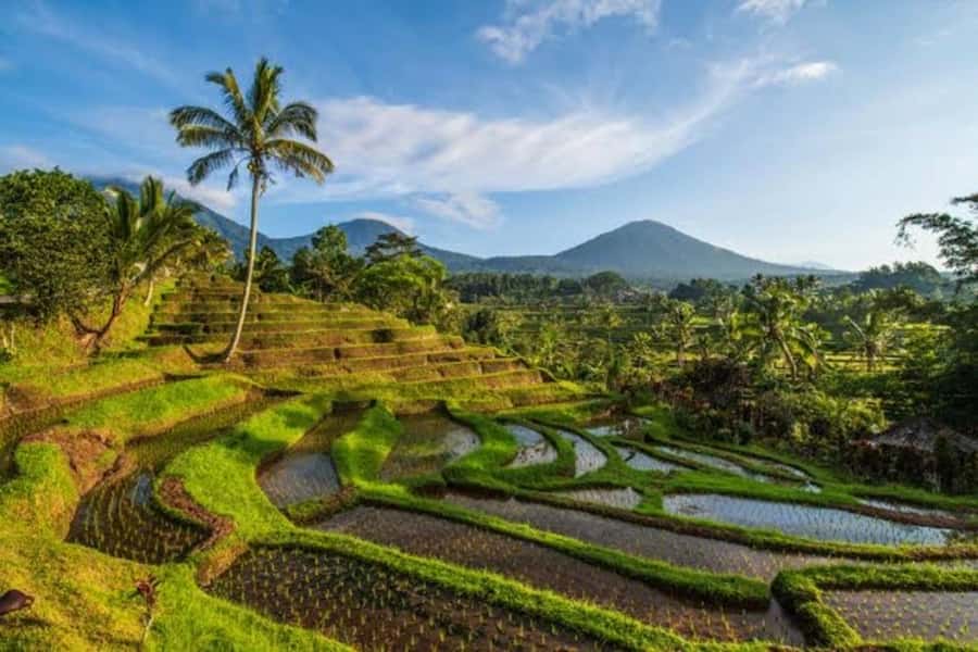 Bali: Private UNESCO World Heritage Sites Tour - Jatiluwih Rice Terraces: Why Subak Still Matters