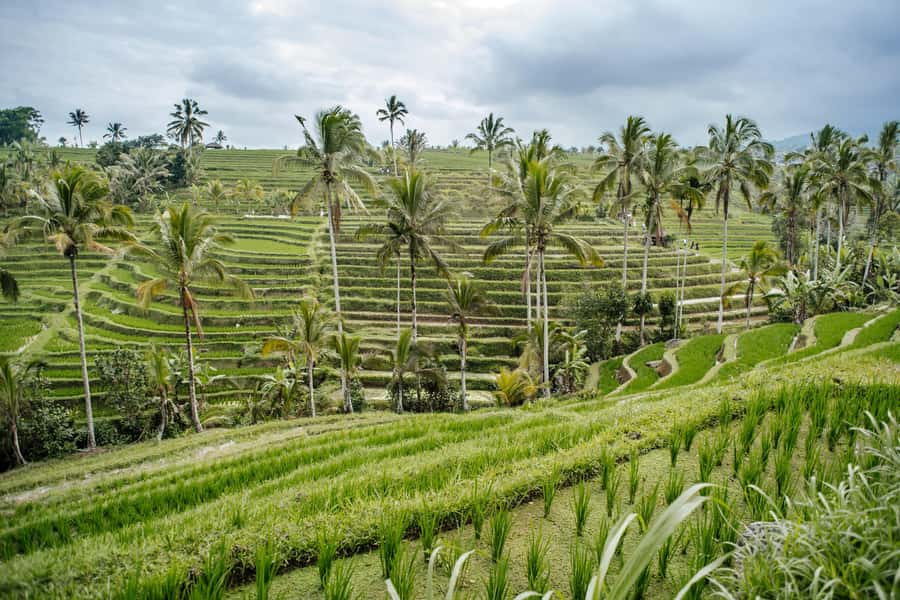 Bali: Tanah Lot UNESCO World Heritage Sites Full-Day Tour - Pickup, timing, and why that 10 hours feels longer than it sounds