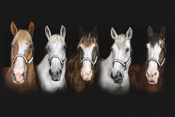 Beaufort’s #1 Horse & Carriage History Tour - What you’re actually learning: Antebellum context without the overload