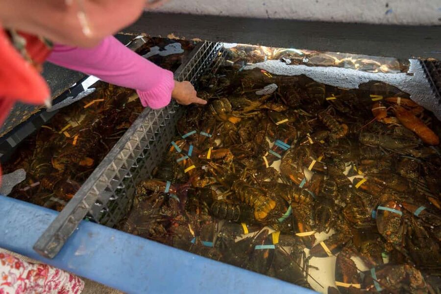 Boston: Guided Seafood Tasting and History Tour - Price and value of the $79, 150-minute seafood-and-history format