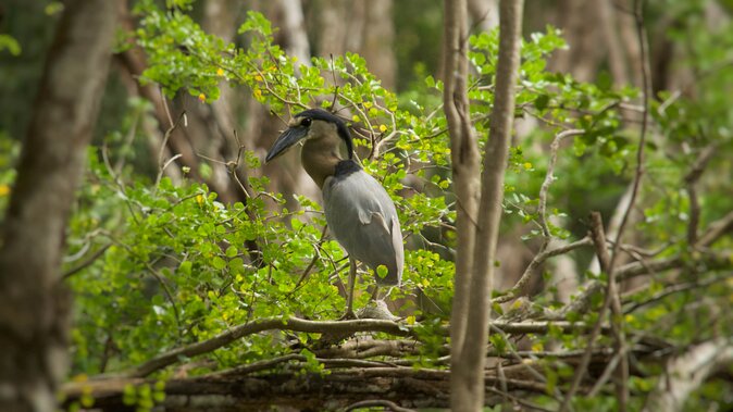 Calakmul Ancient Maya City Tour - From Campeche - The jungle factor: wildlife, birds, and the quiet between moments