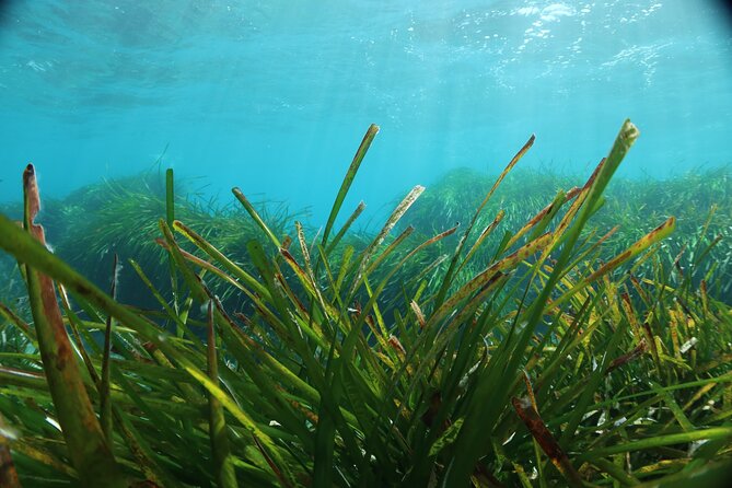 Discover Scuba Diving Amathounta's Ancient Port - Price and value: is $114.64 worth 1.5 hours?