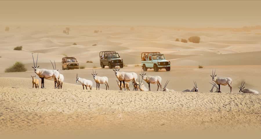Dubai: Heritage Safari, Camel Ride & Al Marmoom Oasis Dinner - Key Things You’ll Remember