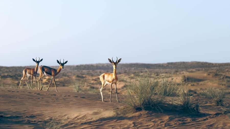 Dubai: Heritage Safari in Vintage Land Rover with Dinner - Key highlights at a glance