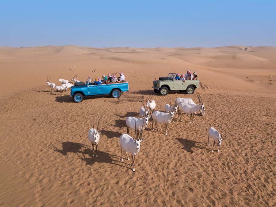 Dubai: Heritage Safari in Vintage Land Rover with Dinner - Drumming and Yola: the performances that get you moving