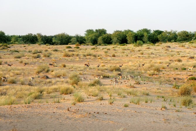 Dubai: Morning Heritage Safari by Vintage G Class & Al Marmoom Oasis - Stop 1: The reserve tour from Dubai in an air-conditioned vehicle