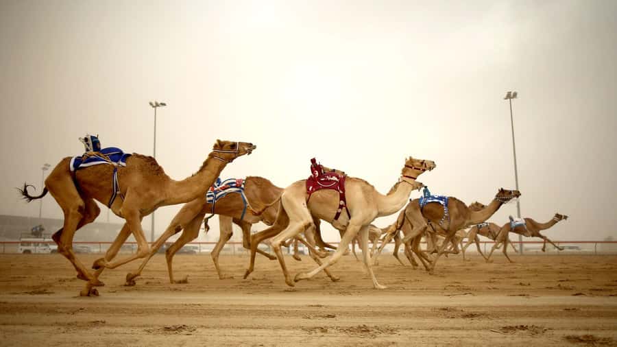 Explore Qatar’s Past: North & West Full-Day Heritage Tour - From Doha pickup to Al Khor harbor: the day’s rhythm