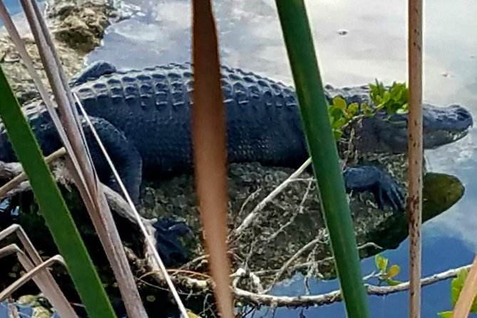 Florida Keys Nature & History Tour from Key West - Seven Mile Bridge Stop: History You Can Point At