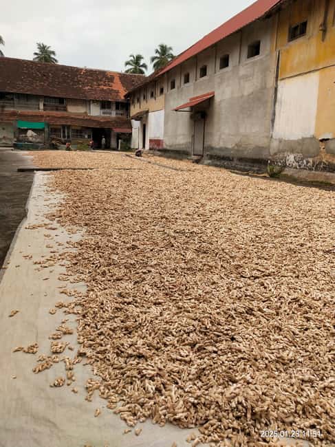 Fortkochi Heritage Walking tour with a local guide - Jew Town and Paradesi Synagogue: a living community story