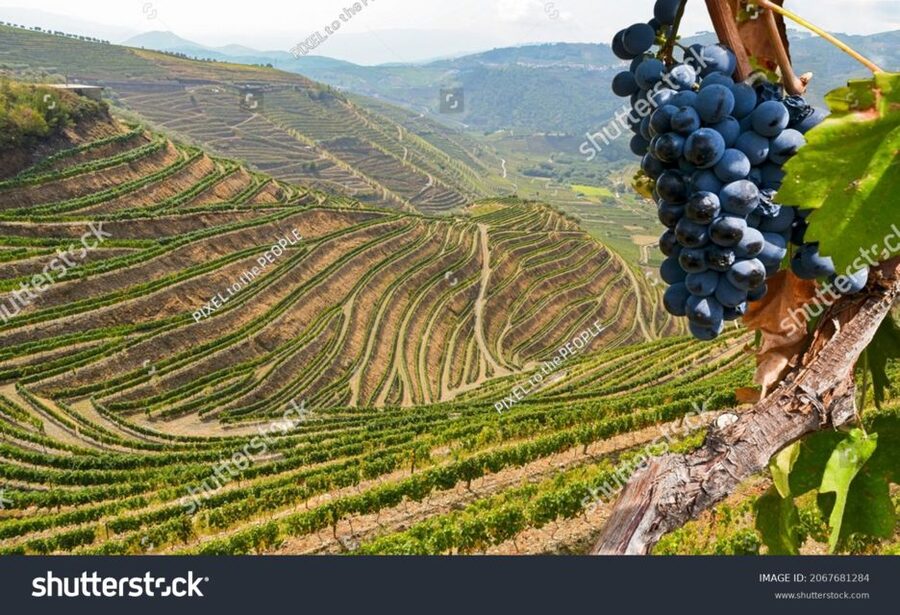 From Porto: Full-Day Douro Historical Tour - UNESCO Douro Valley Drive-By: Views and Roman Echoes