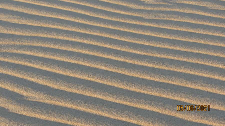 From Walvis Bay: Sandwich Harbour World Heritage Site - Wildlife you might spot on the return drive