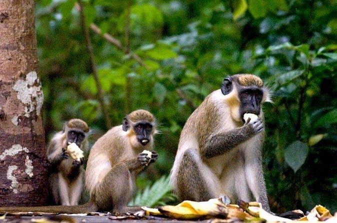 Full-Day Natural Heritage Tour in Barbados with Lunch - Barbados Wildlife Reserve: green monkeys and a safe way to look