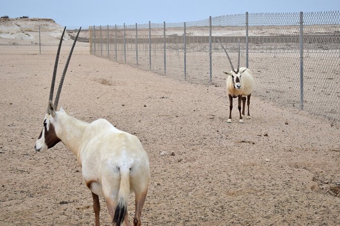 Full Day Qatar's North And West tour || History & Heritage - Zekreet Fort Ruins and West Coast Rock Formations: Dunes, Ruins, and Photo-Friendly Shapes
