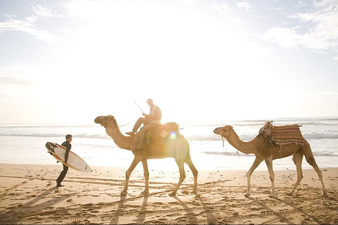 Full-Day Tour to Essaouira - The Ancient Mogador City from Marrakech - The Medina vs. the ocean: how to use your free time well