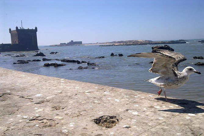 Full-Day Tour to Essaouira - The Ancient Mogador City from Marrakech - Transport and group size: why up to 8 people matters