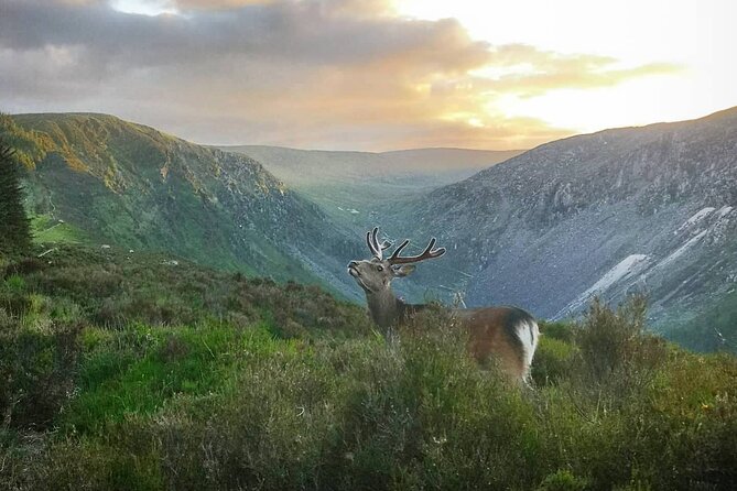 Glendalough Night Hike and History Tour - Glendalough at Sunset, Then Night Hiking With History