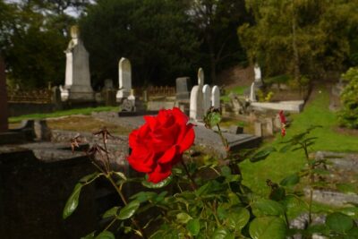 Heritage City and Larnach Castle Van tour with Historian Guide - Meet Gregor: Why This Tour Feels Personal