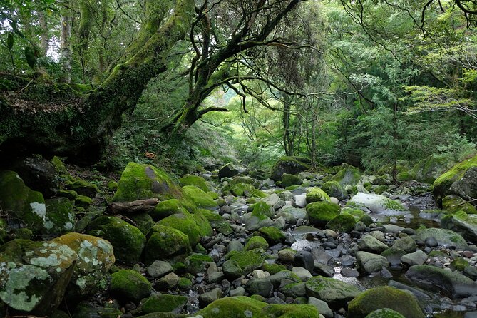 Hike Japan Heritage Hakone Hachiri (Half Day) - Price and logistics: where the value comes from