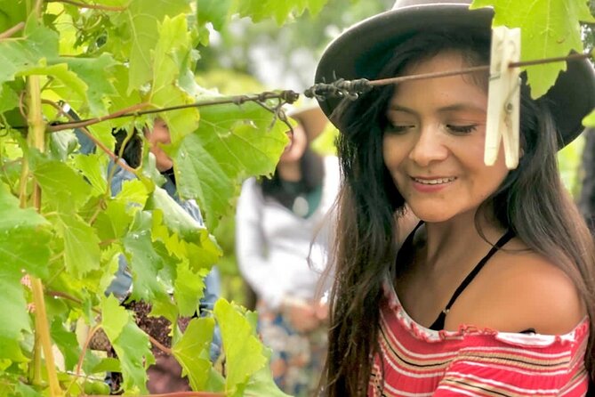 Hinterland Heritage Wine Tour - Price and What You’re Really Paying For (A $143.45 Reality Check)