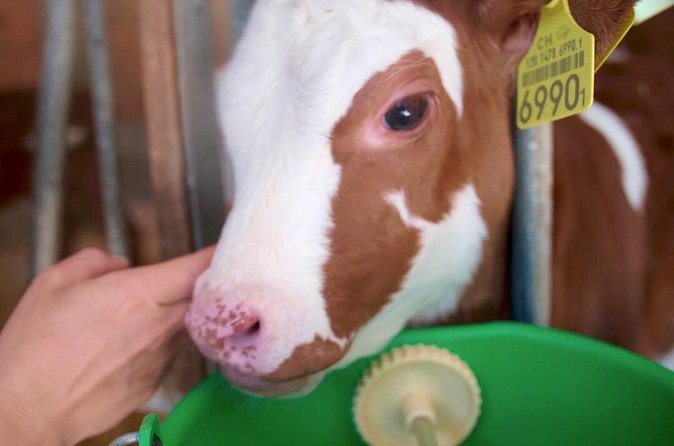 Interlaken 3-Hour Guided E-Bike Tour with a Farm and Ancient Villages Visit - Bönigen and the Aare: chalets, river lanes, and photo angles