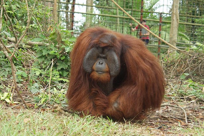 Ipoh Heritage & Orang Utan Island Day Tour from Kuala Lumpur - Who this tour is best for (and who should rethink it)