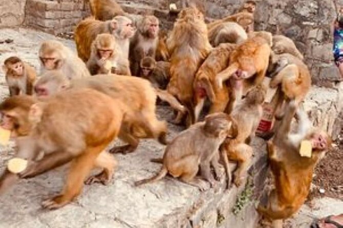 Kathmandu Private Sightseeing Tour | UNESCO World Heritage Sites - Choosing 4 vs 7 UNESCO sites without burning out