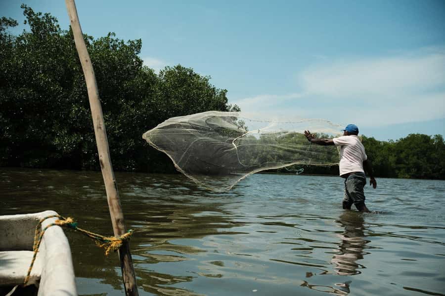 Mangroves, cultural fishing, black heritage town and lunch - Sliding through mangroves: boat ride, tunnels of leaves, and wildlife spotting