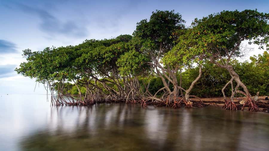 Mangroves, cultural fishing, black heritage town and lunch - Price and value: what $49 includes (and what to compare)